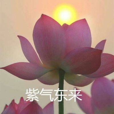 将军大人芳华正茂手游下载